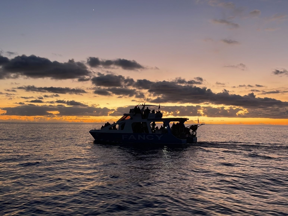  Whale watching in La Palma 