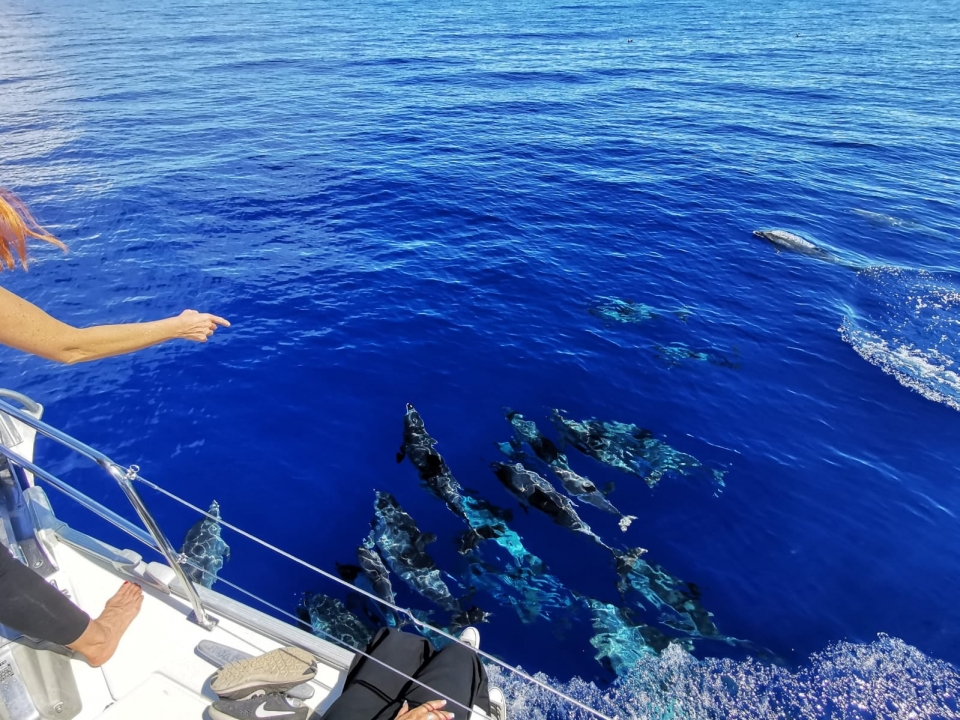  Sailing with dolphins in Tazacorte 