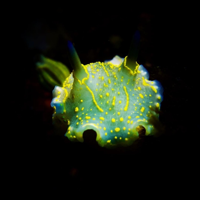  Sous la mer Tramuntana 