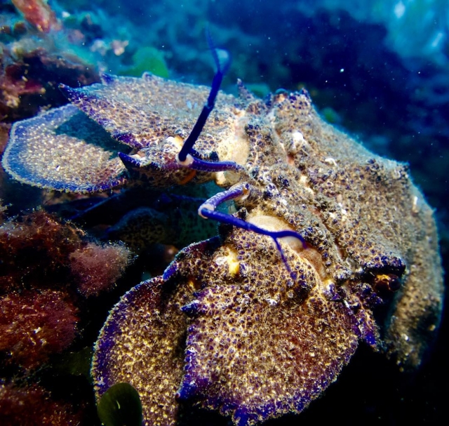 Discover the seabed during your baptism 