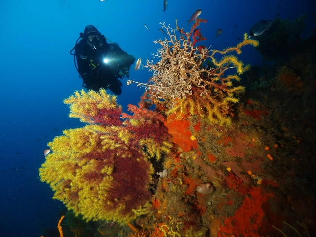 buceo en aguas profundas con foco
