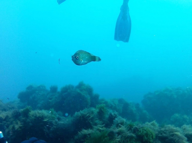 Cursos de buceo FEDAS en Gijón