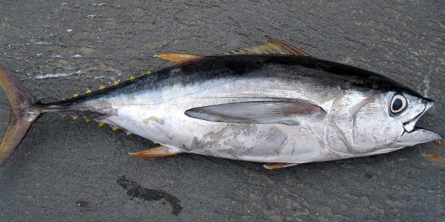 bonito grande pescado