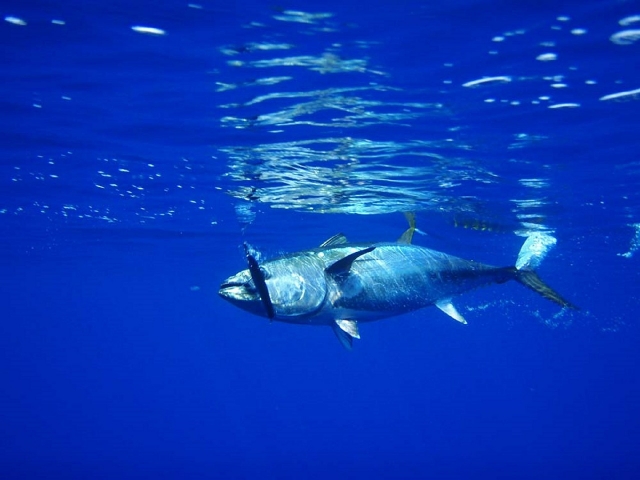 bonito en el agua