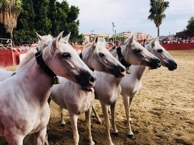  Our horses on display 