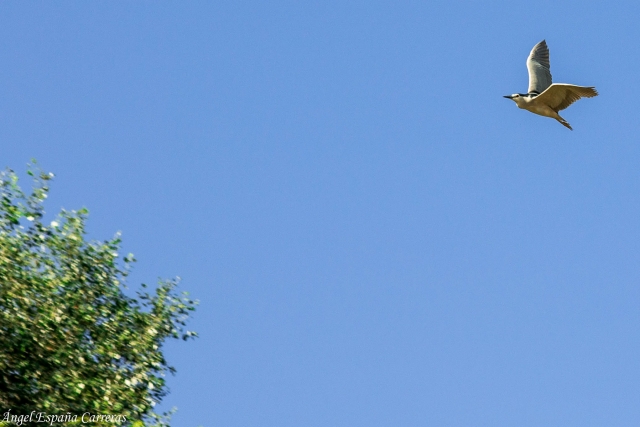  Contemplating the migration of water birds 