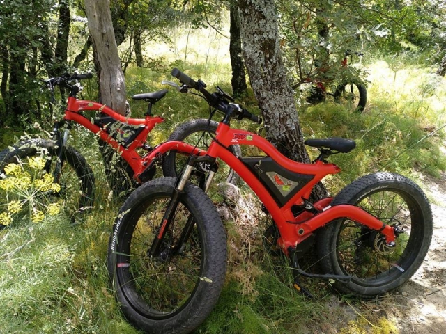  Bikes leaning on trees 