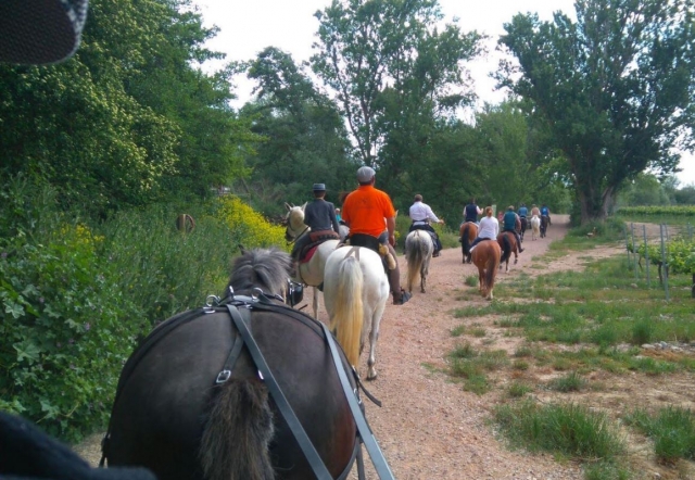 A cavallo accanto ai vigneti 