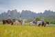 Passeios a Cavalo Montserrat