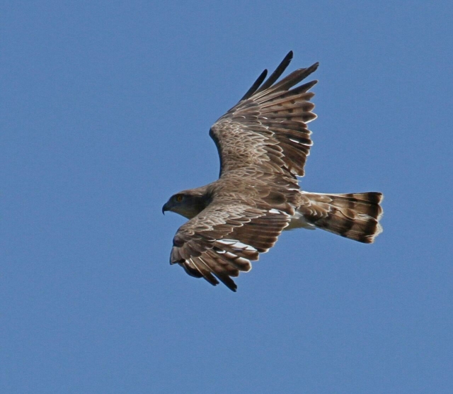 Die Majestät der Vögel 