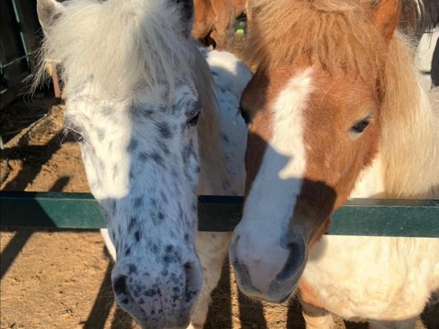  Our Ponys