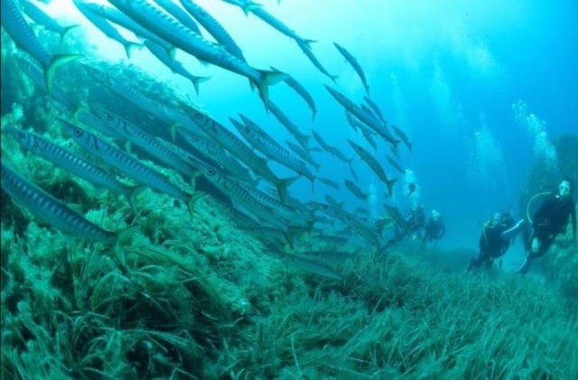 Inmersiones en el mejor fondo marino
