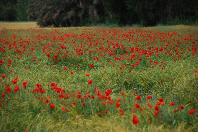  La natura a Madrid 
