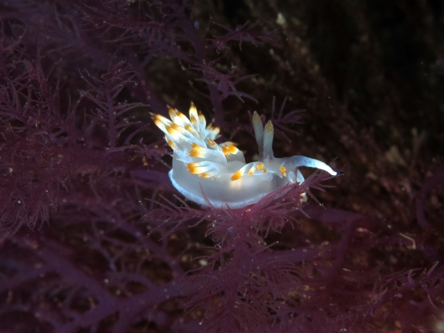 Especies increibles en las profundidades