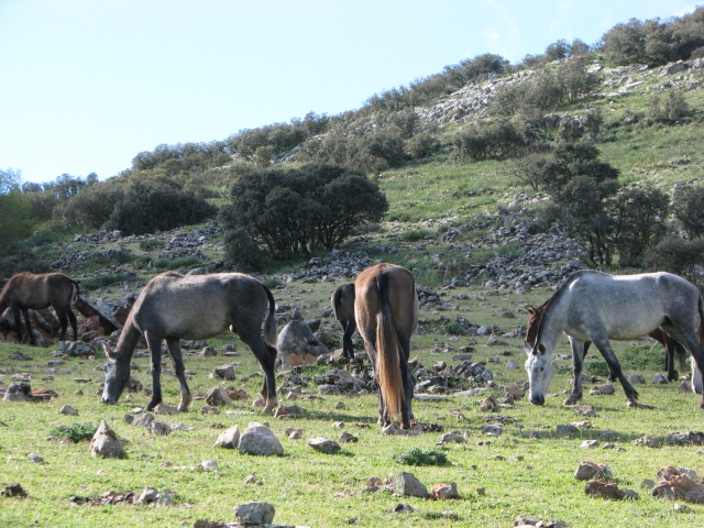 En la sierra de Algarinejo