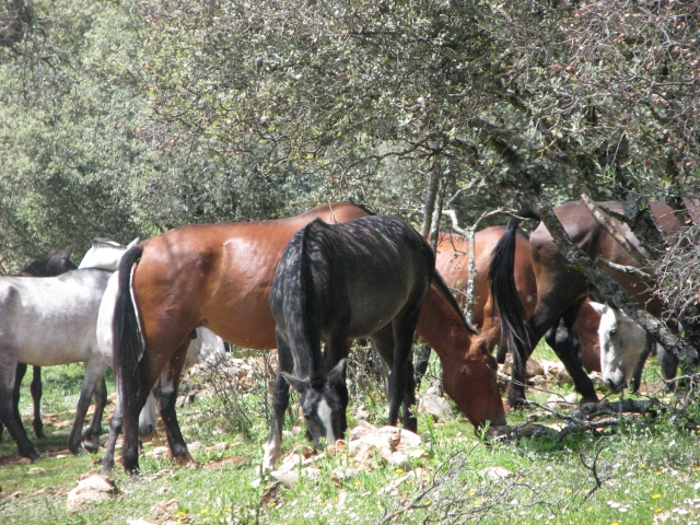 Los caballos en grupo