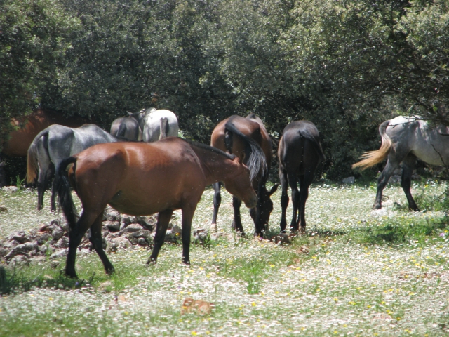 Veras caballos durante todo el sendero