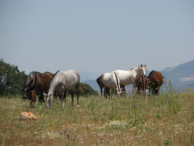 Las yeguas en su habitat