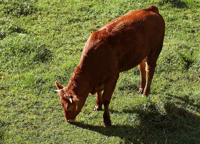 Vaquilla pastando en el campo