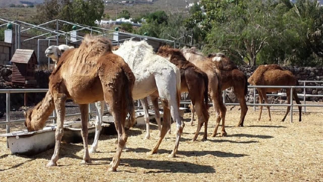 Camellos comiendo