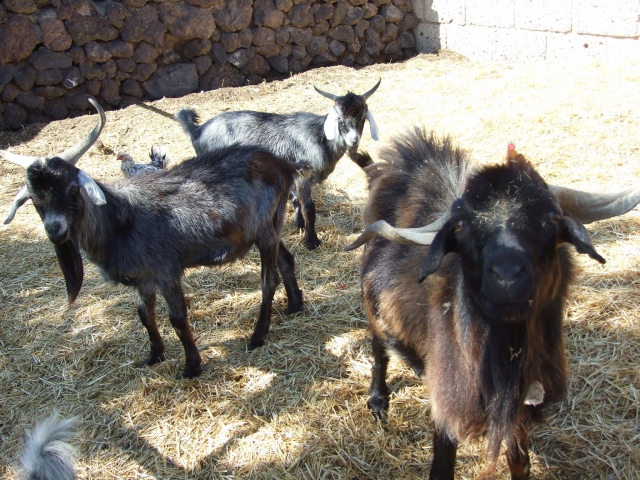  Ziegen von unserer Farm 