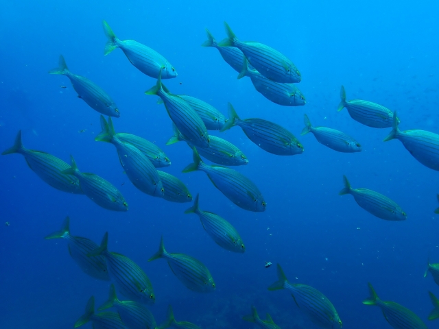 Banco de peces