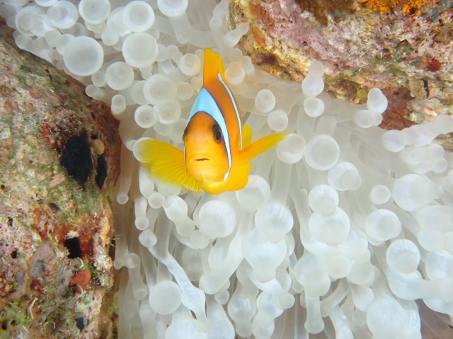 Un pequeno Nemo