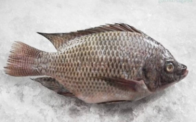 Mojarra capturada