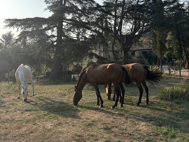  Equestrian route in Darnius 
