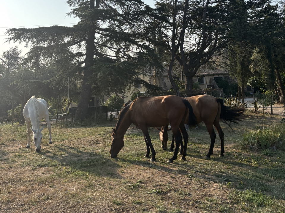  Equestrian route in Darnius 