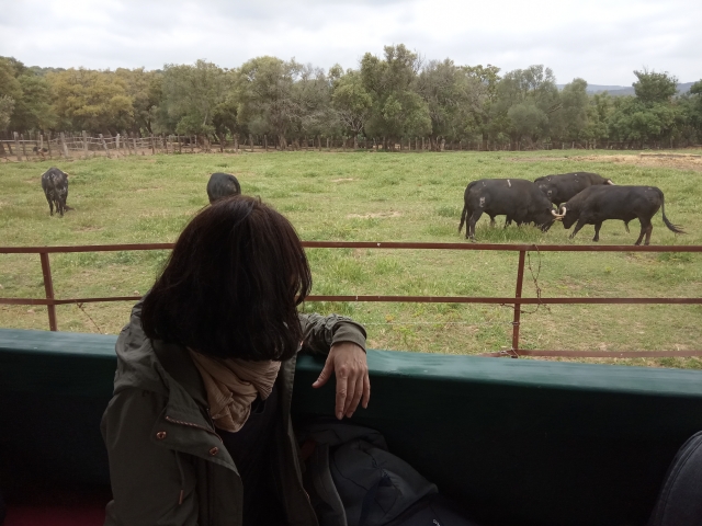 Viendo las reses