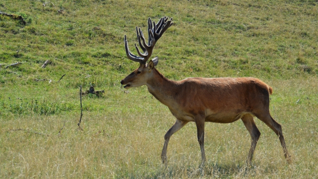  Einsamer Hirsch 