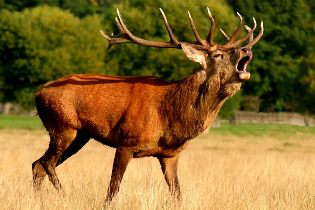 Männlicher Hirsch 