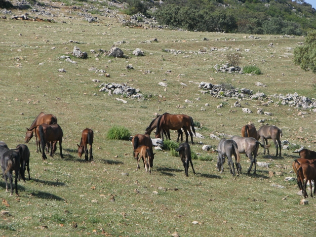  500 hectares para os cavalos da quinta