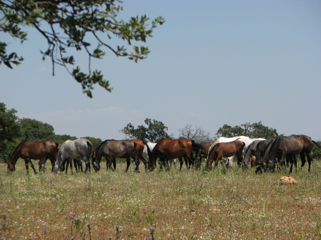  Cavalos de raça pura na Dehesa de las Zanjas 