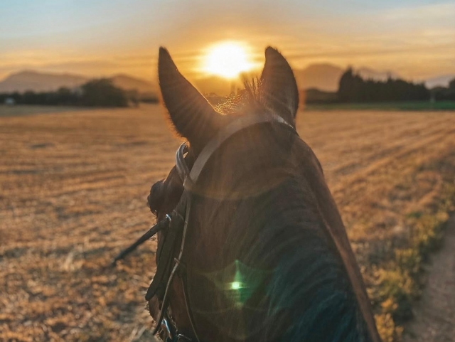 Cabalgamarra al atardecer por Son Vivot, 2 horas
