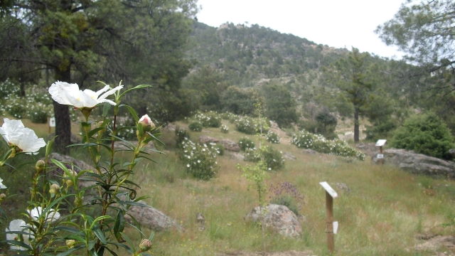 Naturaleza Valle del Alberche
