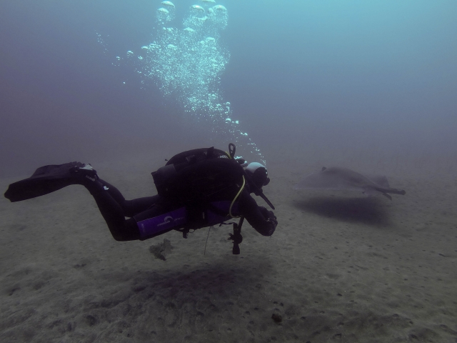  Diver