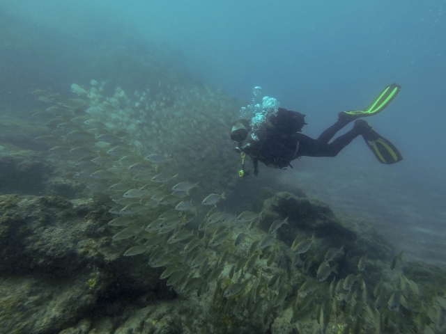  Diving among fish 