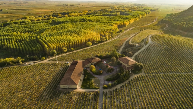 viñedo desde el aire