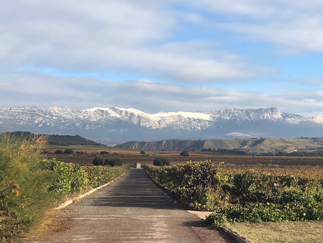 vistas desdela bodega