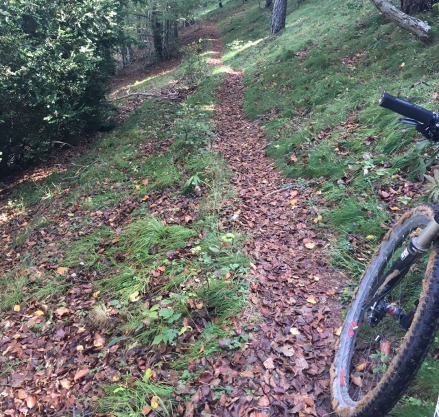  Com a bicicleta em trilhas florestais 