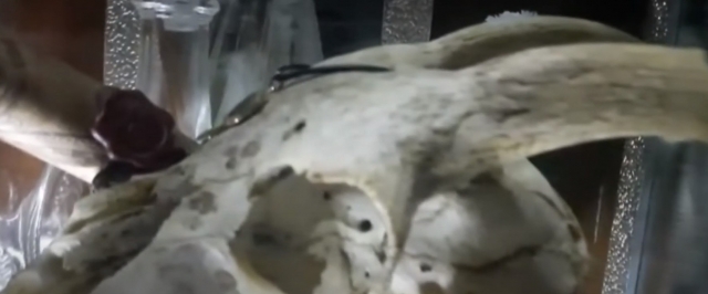  À quoi ressemble le crâne d'un animal 