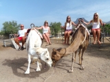 Giro in cammello per adulti a Tenerife 20 min