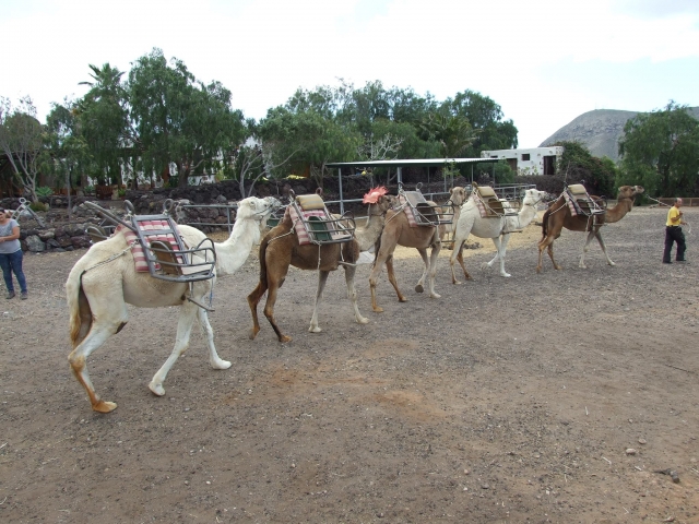 Camellos ensillados listos para la salida