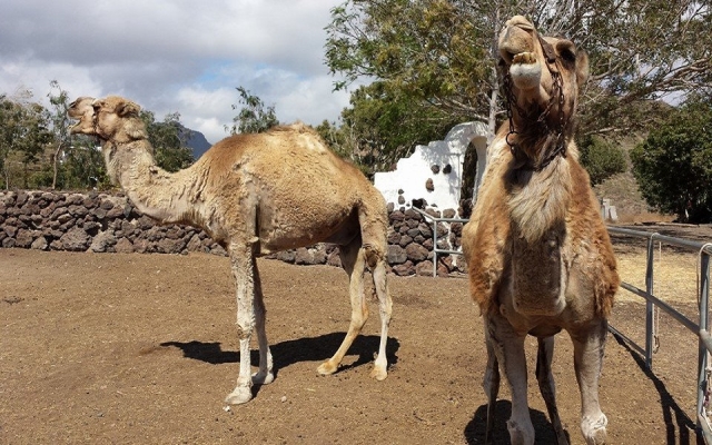 Dos camellos