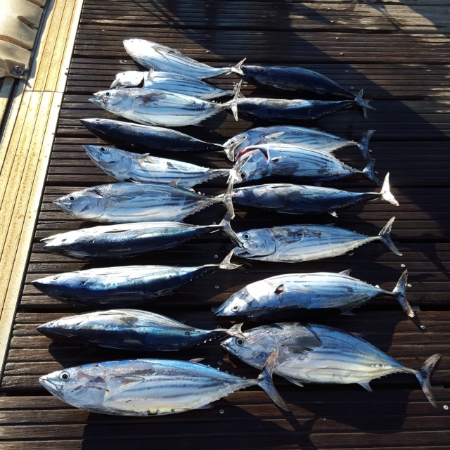  Poisson sur la charte 
