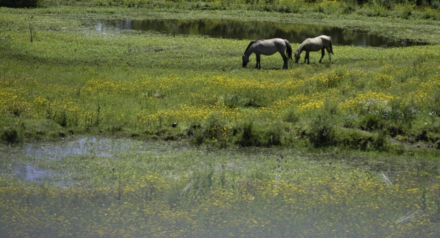 Caballos descansando en la pradera