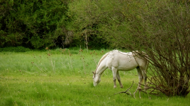 Caballo blanco en plena naturaleza