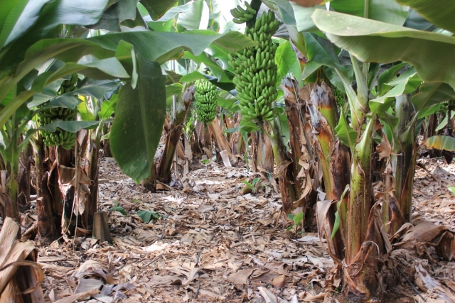  Plantações de Platano no sul das Ilhas Canárias